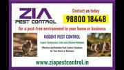 Rodent Pest Control | 